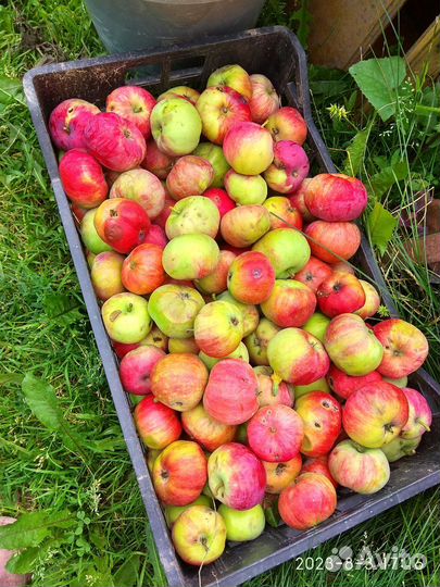 Яблоки мельба