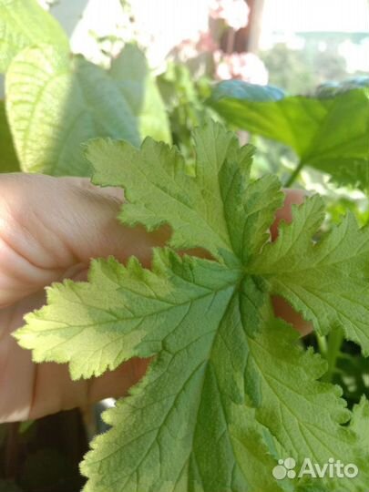 Душистая пеларгония (герань) 12 сортов и ампельная