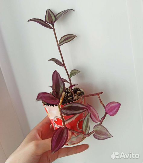 Фиалка, глоксиния и др комнатные растения