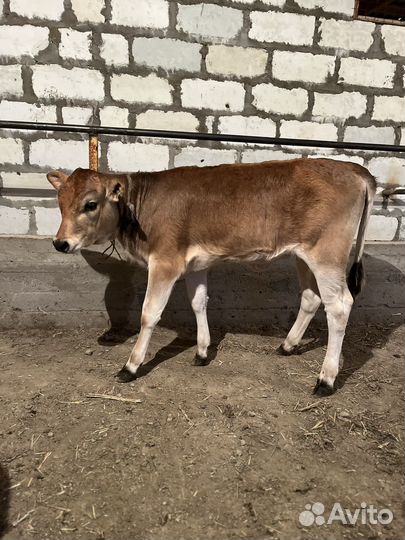 Бычки и телята швицы