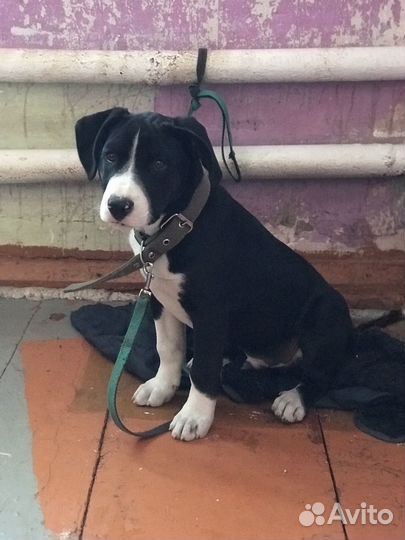 Собачка пид буль