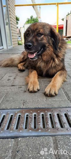 Молодой классный пёс Пушистик ищет дом