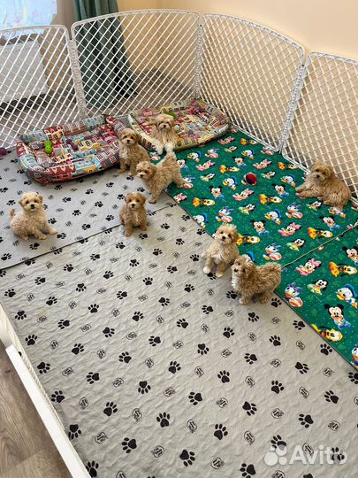 Мальтипу щенки продаются