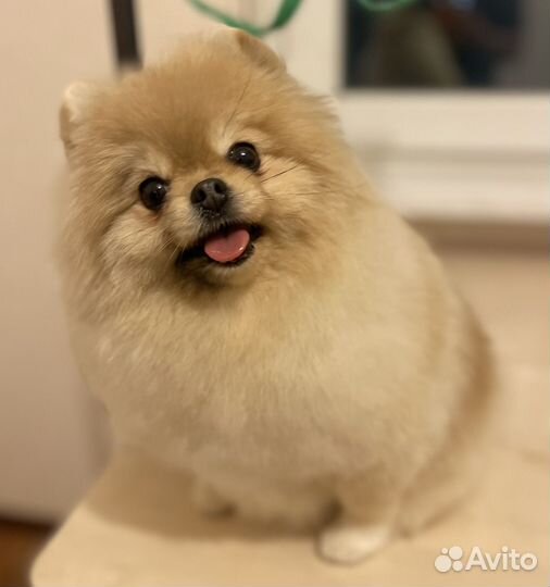 Стрижка собак и кошек на дому