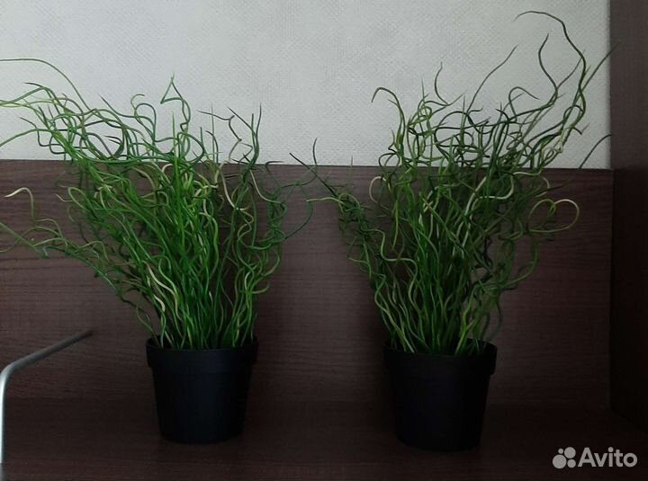 Растение IKEA