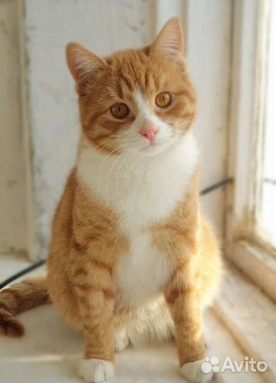 Котик Листик в добрые руки