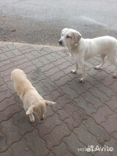 Красотка ищет дом