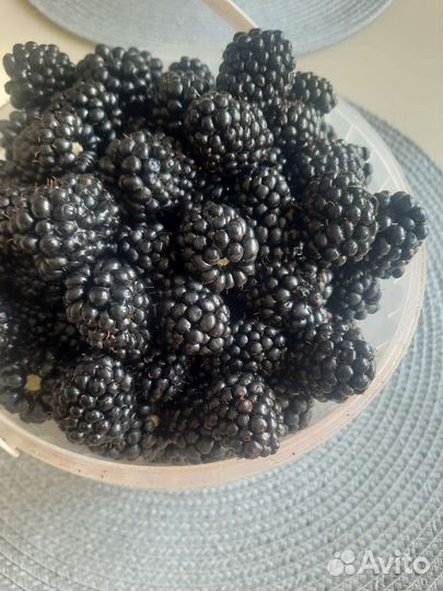 Ежевика натчез