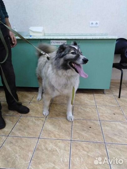 Шикарный крупный пёс ищет дом (из приюта)