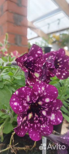 Рассада однолетних цветы