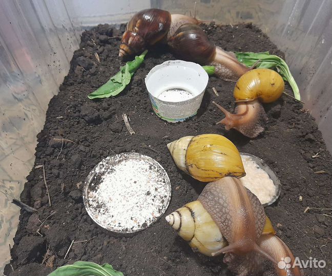 Улитки ахатины бесплатно