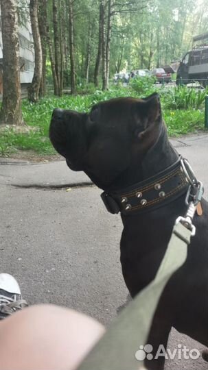 Питбультерьер вязка