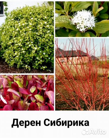 Растения для сада