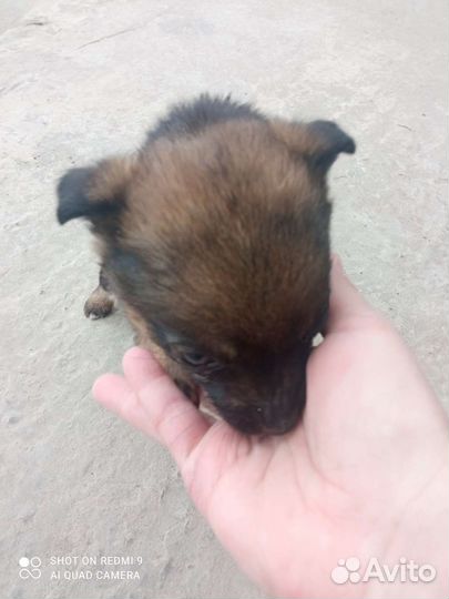 Собака в добрые руки отдам бесплатно