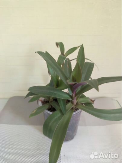 Традесканция, каллизия, колеус, хлорофитум