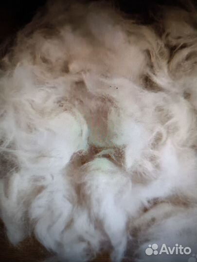 Шерсть и пух собаки