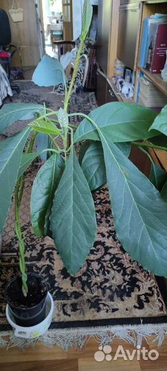 Авокадо растение