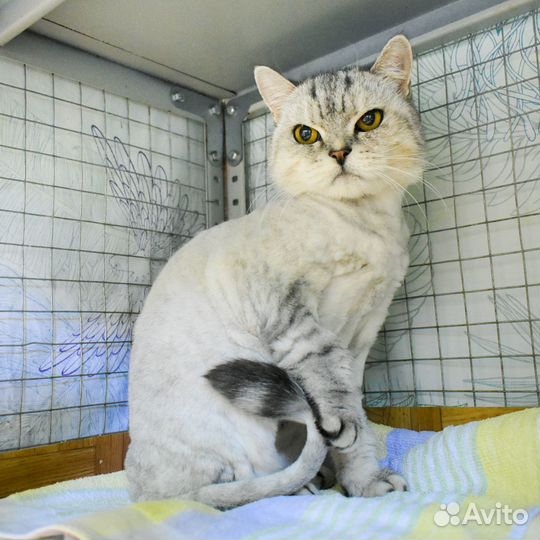 Кошка Белла в добрые руки