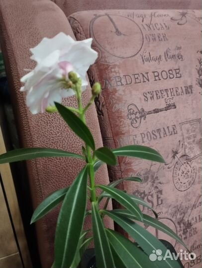 Монстера, олеандр