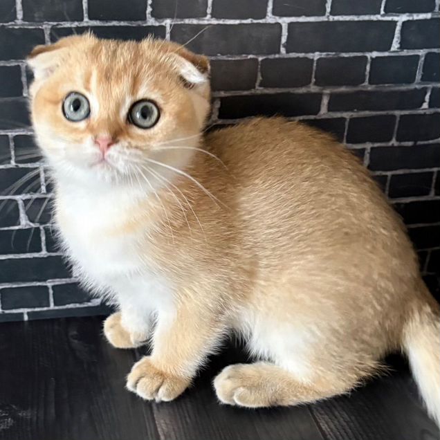 Шотландский вислоухий короткошёрстный котёнок
