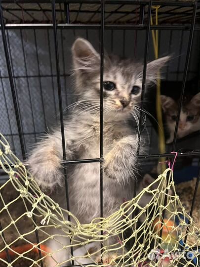 Коты, кошки, котята ищут своих людей