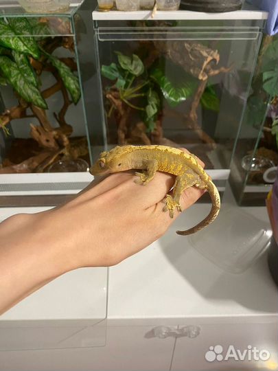 Реснитчатый бананоед