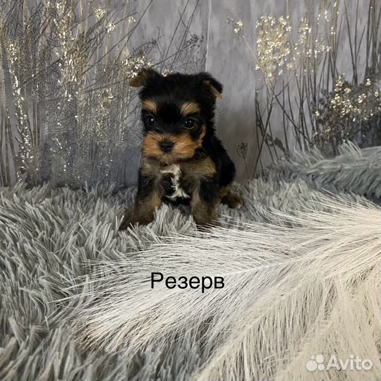 Йоркширский терьер щенки