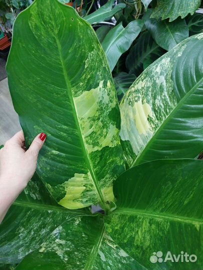 Диффенбахия