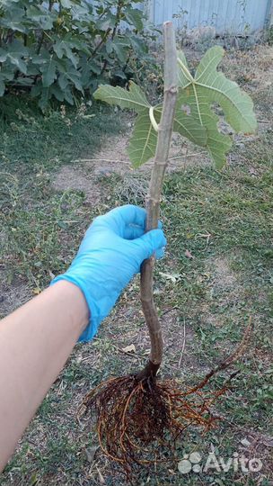 Инжир самоопыляемый красный