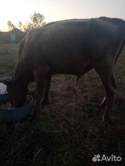 Телята бычки