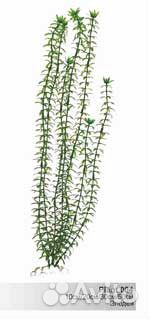 Декоративные растения. Пластик и шелк Аквариум