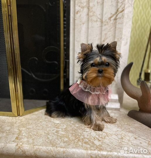 Мини девочка vip эксклюзив