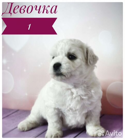 Щенки бишон фризе