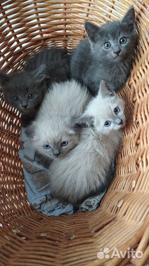 Отдам котят в добрые руки