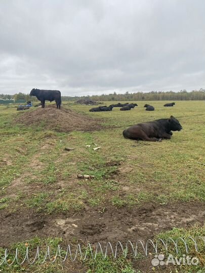 Продаются бычки