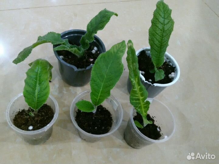 Детки Стрептокарпусов (набор 10 штук)