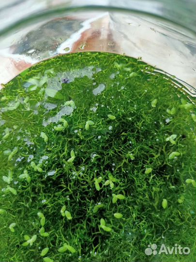 Водоросли для аквариума