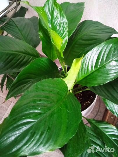 Спатифиллум сортовые