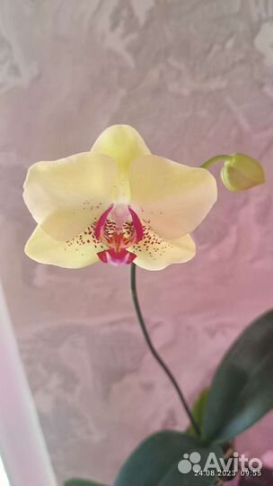 Орхидея фаленопсис азиат