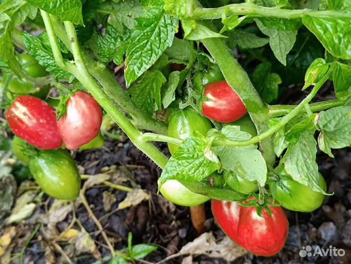 Семена томатов