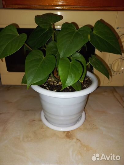 Комнатные цветы