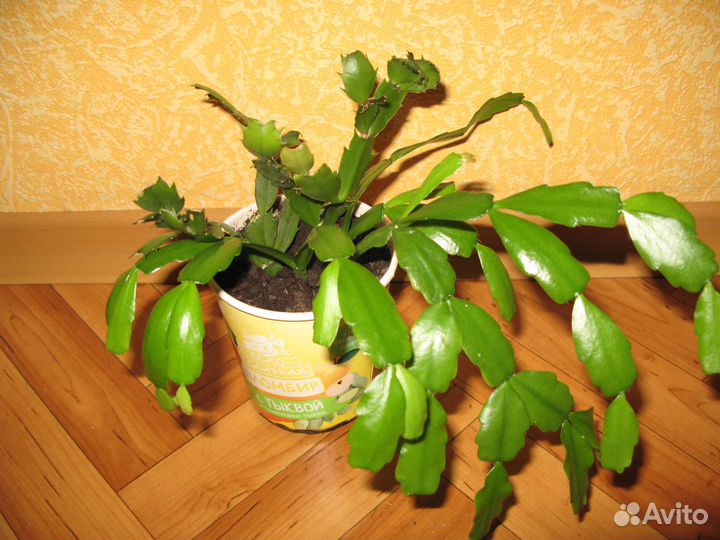 Декабрист, Денежное дерево