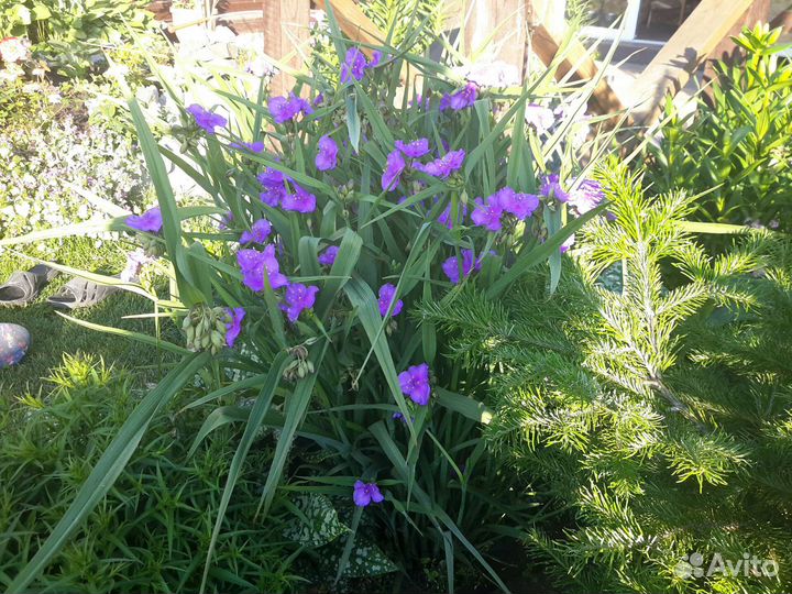 Садовые цветы