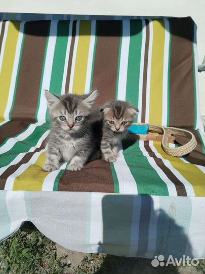 Кошка в дар