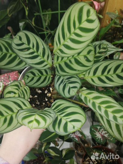 Ктенанта бурле маркси