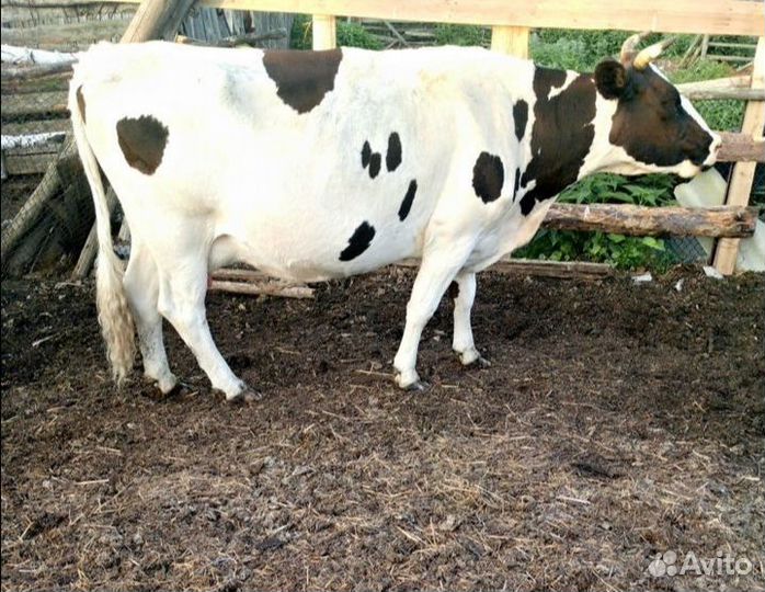Корова стельная дойная