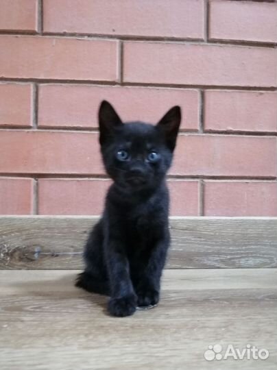 Котятки-Чертятки