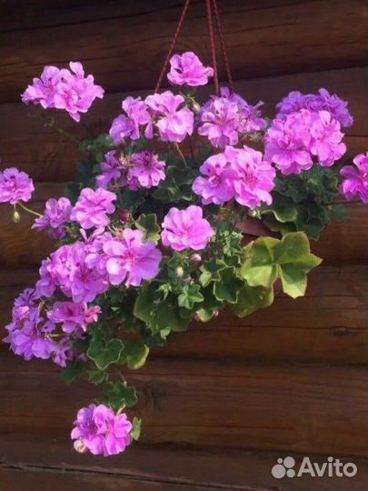 Пеларгония ампельная плющелистная сортовая