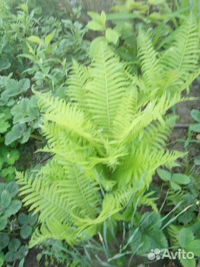 Папоротник