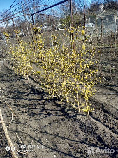 Кизил сорт Семён, Фундук (трапезунт), Виноград ст